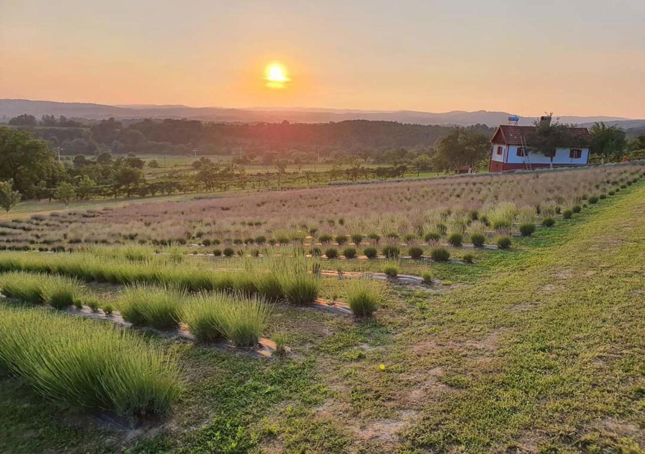 Lavanda Carasova Crasova Esterno foto